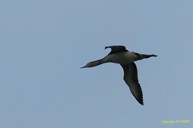 Gavia stellata